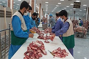 ذبح حدود ۸۵ هزار قربانی حج، بدست ۷۴ ذابح باتجربه ایرانی