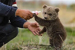 سرنوشت توله خرس گمشده پارک پردیسان تهران به کجا رسید؟