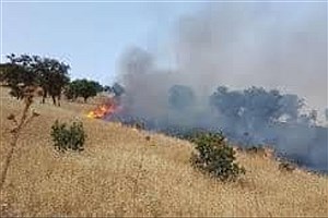 مهار دو آتش‌سوزی در منطقه حفاظت‌شده استان فارس