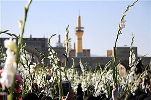 اینجا کشور امام رضاست&#47; پای ایران میمانم؛ قسم میخورم یا امام رضا(ع)...