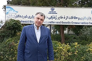 رشد چشمگیر تکثیر ماهیان خاویاری در گیلان&#47; قره‌برون پیشتاز شد