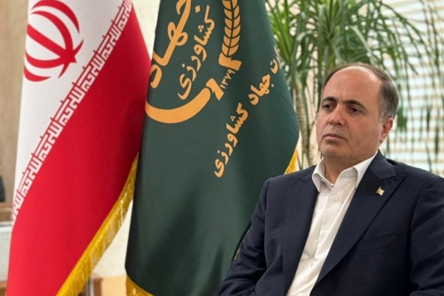 کاهش ۳۰۰ هزار تنی تولید برنج ایرانی با اجرای الگوی کشت