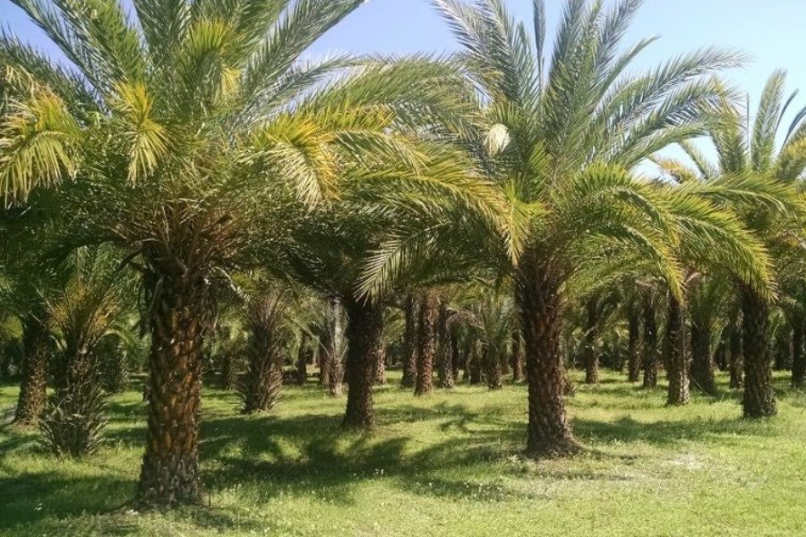 تصویر این درخت مانند انسان عاشق می‌شود
