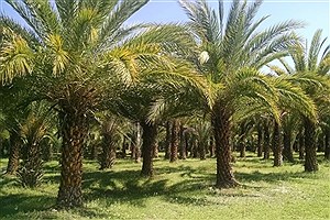 این درخت مانند انسان عاشق می‌شود