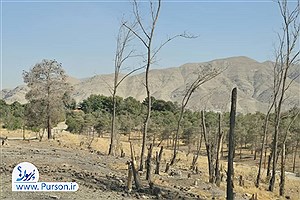درختان چیتگر تشنه اند! کجایید آقای شهردار؟