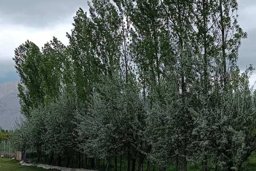 تصویر این طرح قدیمی ایران را نجات خواهد داد&#47; بادشکن ناجی بحران آب و تغییر اقلیم ایران است
