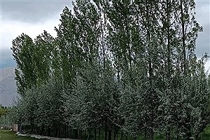 این طرح قدیمی ایران را نجات خواهد داد&#47; بادشکن ناجی بحران آب و تغییر اقلیم ایران است