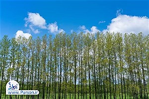 همه کشورها به بادشکن روی آورده‌اند و ایران هنوز نه؟ &#47; راز نهفته در بادشکن‌ها: صرفه‌جویی انرژی و مهار ریزگردها