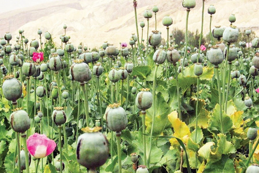 تصویر با کشت غیرقانونی خشخاش برخورد «شدید و تلخ» می‌کنیم