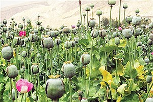 با کشت غیرقانونی خشخاش برخورد «شدید و تلخ» می‌کنیم