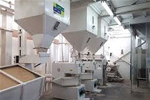 ۴۰۷ کارخانه شالیکوبی مدرن می‌شود