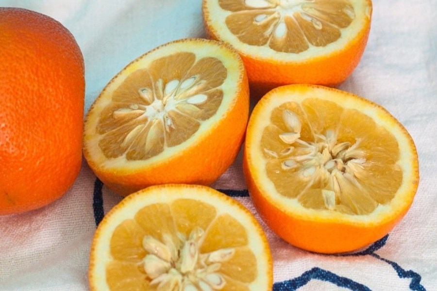 تصویر برداشت طلای ترش گیلان آغاز شد&#47; گیلان در تب برداشت نارنج
