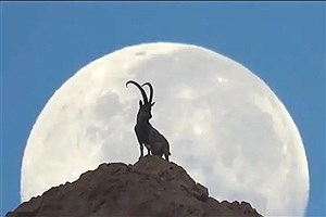 تصویری دیدنی از بز کوهی و ماه در نزدیکی خورموج+ فیلم