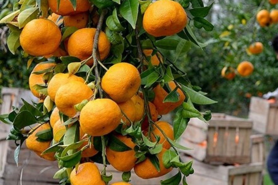 تصویر عطر نارنگی در کوهپایه‌های گیلان پیچید! نارنگی‌های خوش‌طعم گیلان رسید