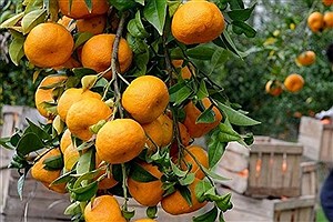 عطر نارنگی در کوهپایه‌های گیلان پیچید! نارنگی‌های خوش‌طعم گیلان رسید