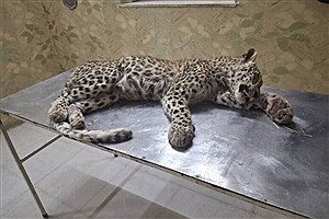 مرگ یک پلنگ جوان در صالح‌آباد بر اثر حمله سگ‌های گله