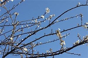 بهار نابهنگام در گلمکان؛ شکوفهزدن درختان در میانه پاییز، نگرانی باغداران را برانگیخت بهار نابهنگام در گلمکان؛ شکوفهزدن درختان در میانه پاییز، نگرانی باغداران را برانگیخت