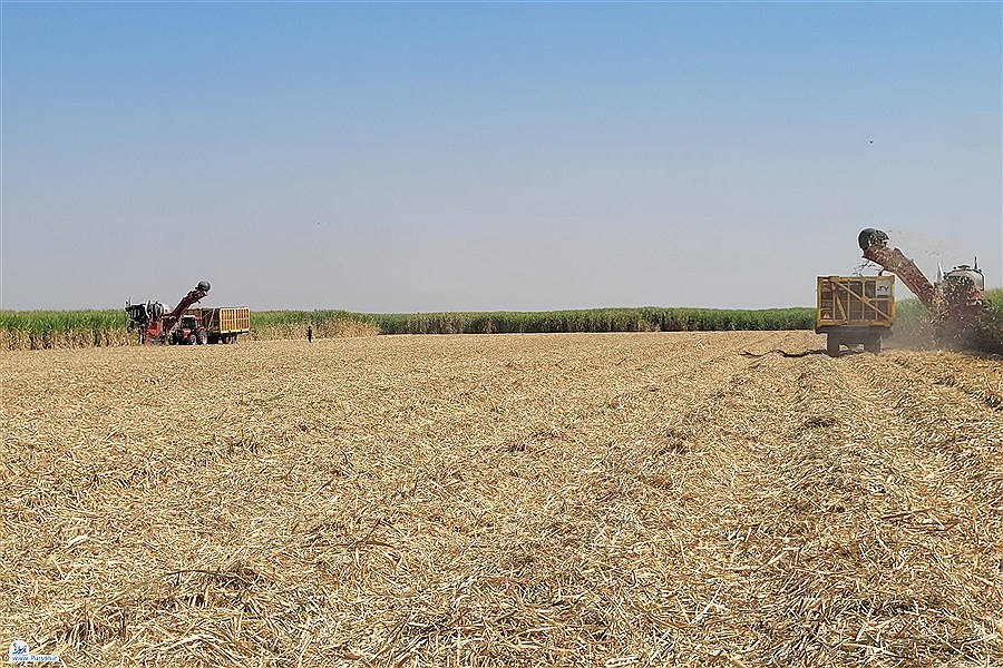تصویر برداشت نیشکر در خوزستان از دهخدا تا شوشتر &#47; رونق تولید در بزرگترین طرح کشاورزی ایران