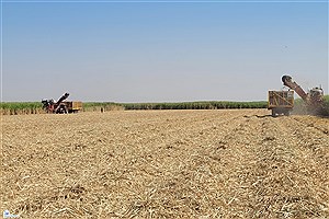 برداشت نیشکر در خوزستان از دهخدا تا شوشتر &#47; رونق تولید در بزرگترین طرح کشاورزی ایران