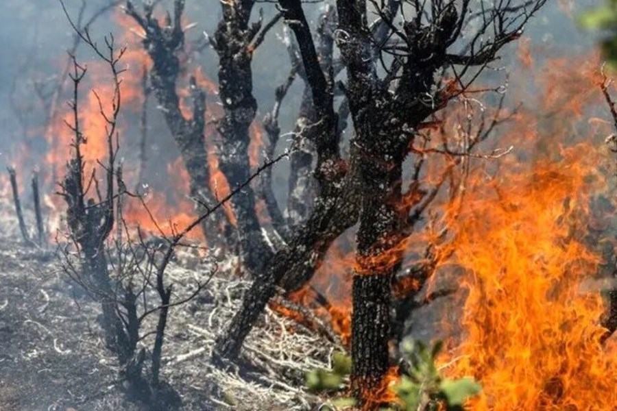 تصویر وقوع آتشسوزی در جنگلهای دراکین چالوس تصویر وقوع آتشسوزی در جنگلهای دراکین چالوس