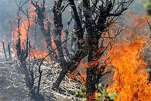 وقوع آتش‌سوزی در جنگل‌های دراکین چالوس