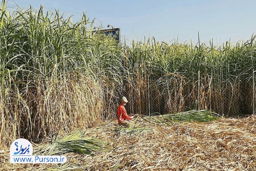تصویر نیشکر نفس شیرین خوزستان
