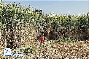 نیشکر نفس شیرین خوزستان