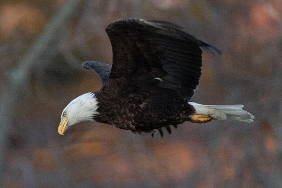 تصویر بازگشت عقاب‌های مهاجر به دشت کاشان در نیمه دوم پاییز