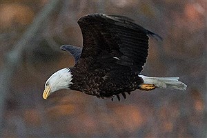 بازگشت عقاب‌های مهاجر به دشت کاشان در نیمه دوم پاییز