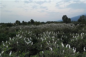 صیادان غیر مجاز سهره طلایی دستگیر شدند