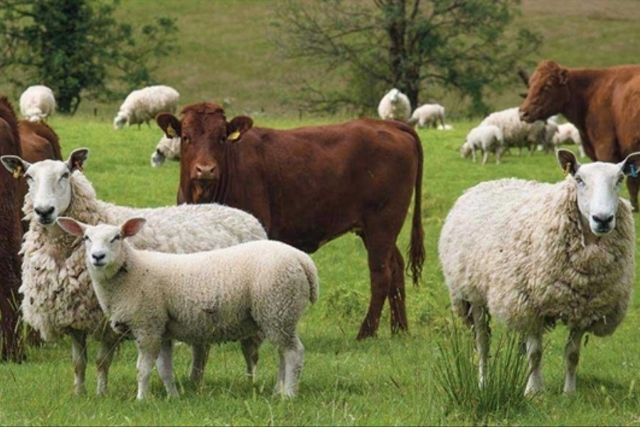 رشد ۷۰ درصدی تسهیلات بانک کشاورزی برای تقویت تولید گوشت قرمز