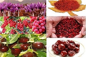 تا کی خام‌فروشی؟ تا کی فله‌ای بردن و بی‌ضابطه فروختن محصولات خراسان جنوبی؟