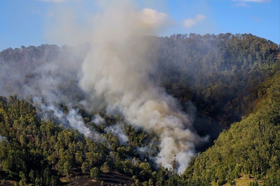پیگیری رئیس محیط زیست برای اعزام هواپیمای اطفای حریق جنگل های الیت