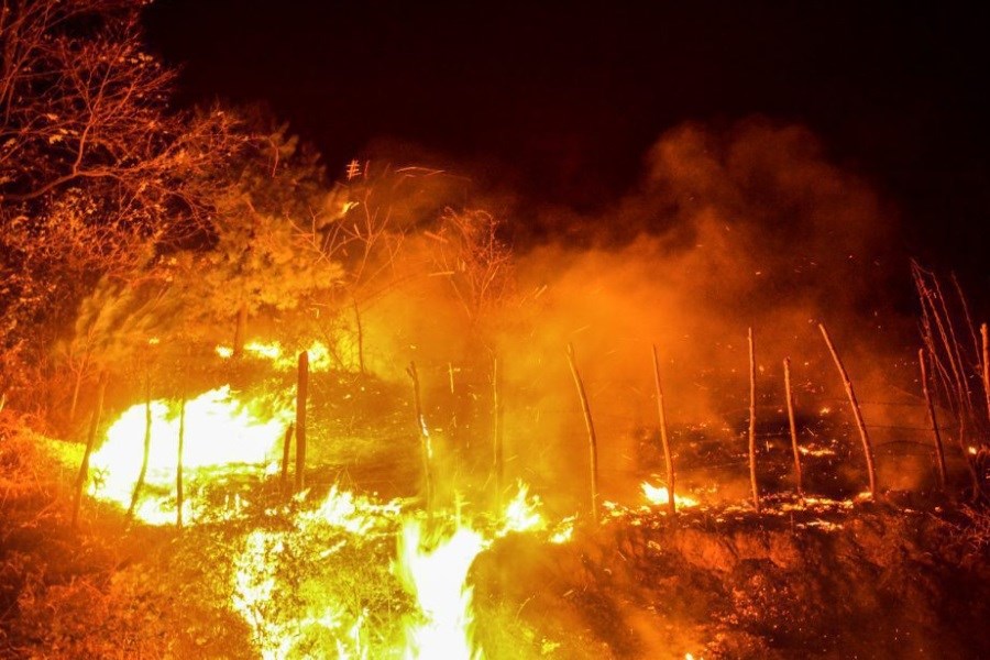 تصویر آژیر قرمز در جنگل‌های شمال؛ ترکیب باد گرم و خشکی، تهدید جدی برای مراتع گیلان