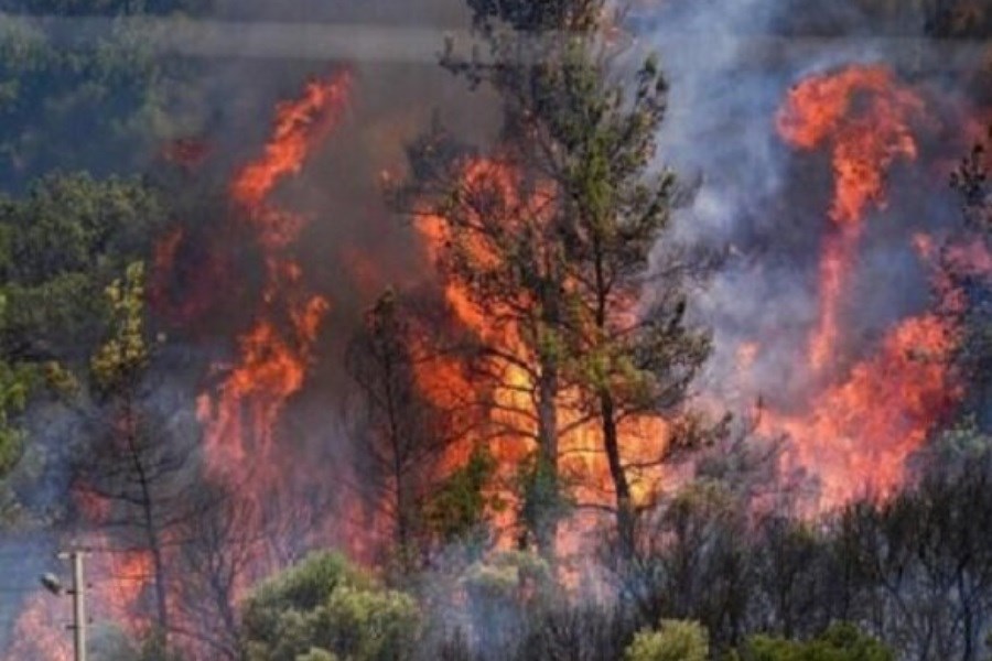 تصویر آتش‌سوزی تازه در جنگل‌های ماسال؛ خطری که دوباره زبانه کشید