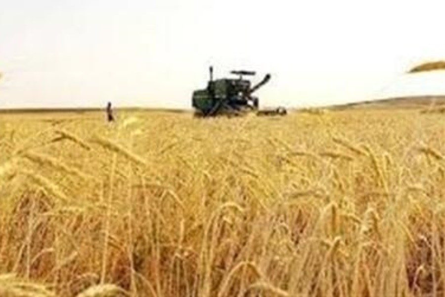 تصویر آغاز کشت ۳۰۰۰ هکتار علوفه دیم در چهارمحال و بختیاری با هدف کاهش مصرف آب