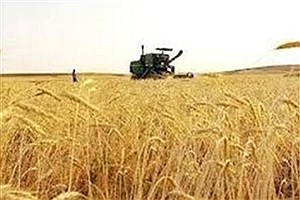 آغاز کشت ۳۰۰۰ هکتار علوفه دیم در چهارمحال و بختیاری با هدف کاهش مصرف آب