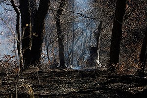 پاسخ سازمان حفاظت محیط‌زیست به گزارش مجلس درباره آتش‌سوزی جنگل‌های الیت