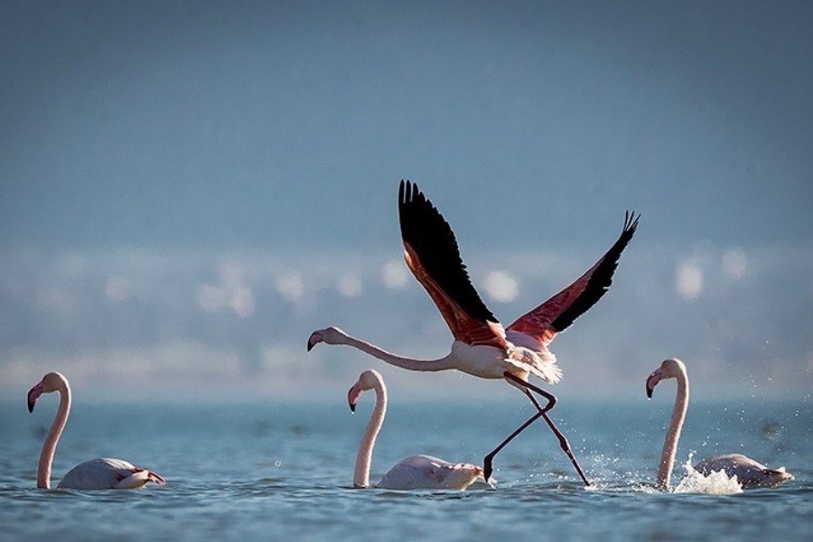 کوچ هزاران پرنده مهاجر به شمال ایران