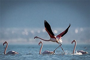 کوچ هزاران پرنده مهاجر به شمال ایران