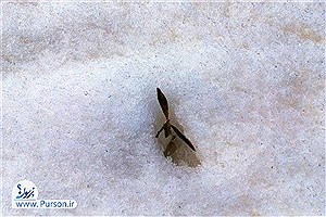 آسمان سخاوتمند شد؛ رقصِ برف و باران و لبخندِ سپیدِ زمستان بر لبانِ ایران