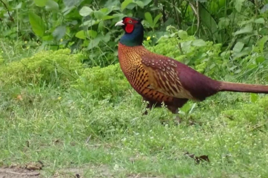 امید در شمال ایران زنده شد؛ جمعیت قرقاول‌ها افزایش یافت