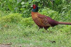 امید در شمال ایران زنده شد؛ جمعیت قرقاول‌ها افزایش یافت