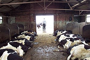 شناسایی نخستین مورد مشکوک سویه آفریقایی تب برفکی در نیشابور