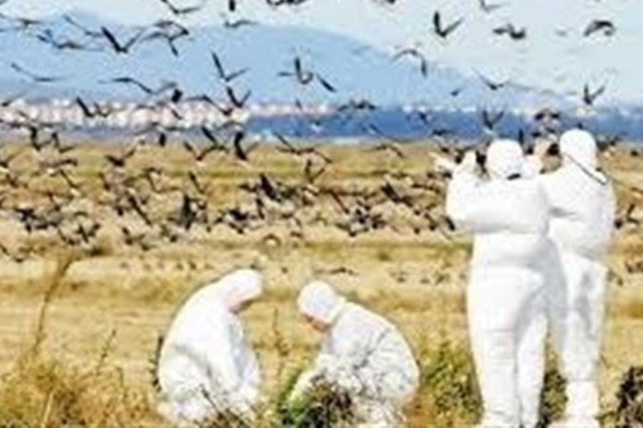پرندگان مهاجر ناقلان خاموش آنفلوانزای فوق حاد هستند