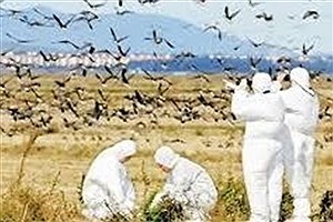 پرندگان مهاجر ناقلان خاموش آنفلوانزای فوق حاد هستند
