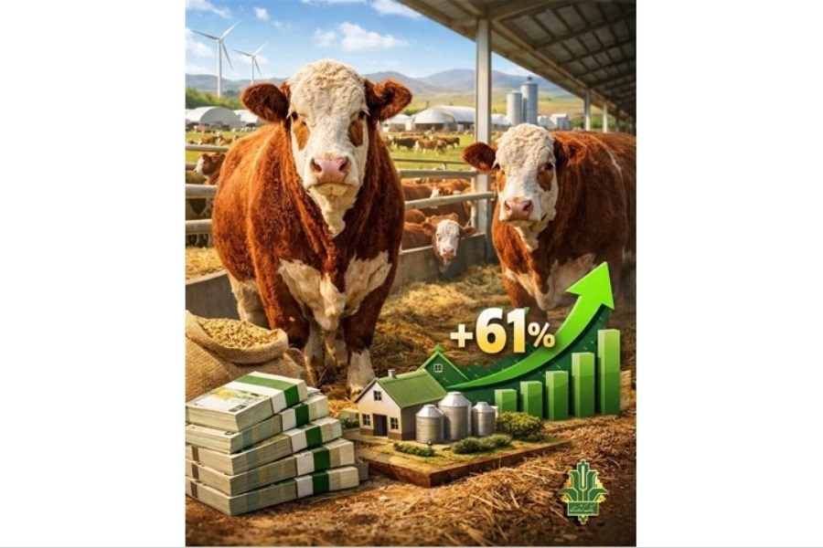 رشد ۶۱ درصدی حمایت بانک کشاورزی از تولید گوشت قرمز در ۹ ماهه امسال