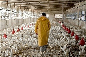 «نوی‌پو» بانک کشاورزی چگونه گره نقدینگی دامداران و مرغداران را باز می‌کند؟