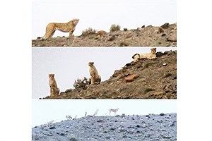 مشاهده هلیا و فرزندانش در پهن دشت پناهگاه حیات وحش میاندشت