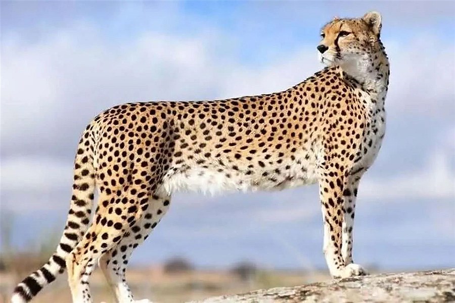 تلاش شبانه‌روزی محیط‌بانان قزوین ثمر داد؛ رؤیت پلنگ جوان ایرانی در طارم